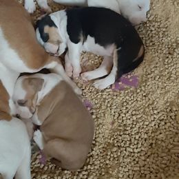 American Staffordshire Terrier and French Bulldog Puppies from Cicero Kennels