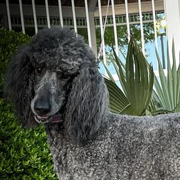 Tasha - Poodle