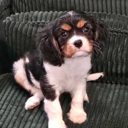 Basil - Tri-color male Cavalier King Charles Spaniel puppy in Butler, Pennsylvania from Brugere Cavaliers