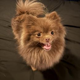 Kisses - Pomeranian
