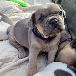 Smoky (Blue) - Blue fawn male French Bulldog puppy in Montrose, Michigan from C.Lee Family Frenchies