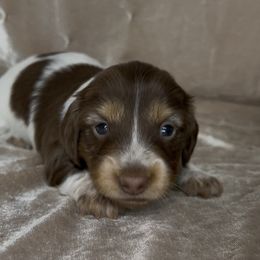 Winifred - Piebald female Dachshund puppy in Poteau, Oklahoma from Sisters Dazzling Dachshunds