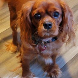 Maggie - Cavalier King Charles Spaniel