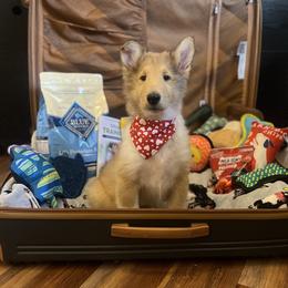Dustin - Sable male Collie puppy in Chilhowie, Virginia from Jolly Collies