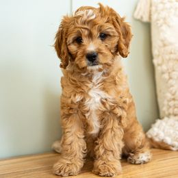 Canyon - Red male Cavapoo puppy in Blanding, Utah from Card’s Cavaliers