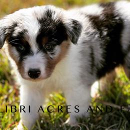 Boy 1 - Blue merle Australian Shepherd puppy in Mc Alisterville, Pennsylvania from Colibri Acres And Farm