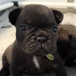 Finn - Brindle French Bulldog puppy in Leonardtown, Maryland from Cedar Croft Kennel