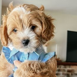 Cockapoos from The Perks of Pups