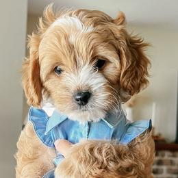 Cockapoos from The Perks of Pups