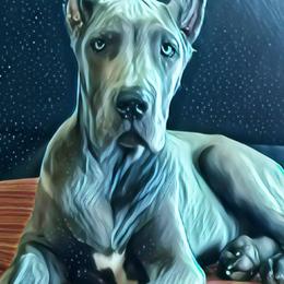 Great Danes from Thresher Danes