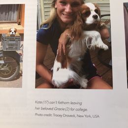 Cavalier King Charles Spaniel Puppies from Cavalier Kisses