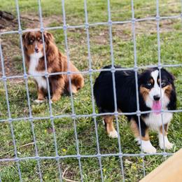 German Shepherd and Miniature American Shepherd Puppies from Bouchard’s Best Shepherds