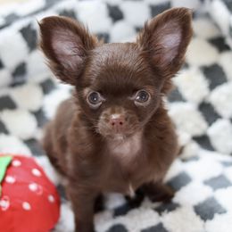 Riley - Chocolate and white female Chihuahua puppy in Hardin, Texas from Katrinas puppies