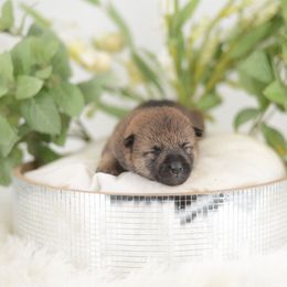 Ansel -FULL AKC REGISTRATION- - Red male Shiba Inu puppy in Neosho, Missouri from Kenny Cave K9s