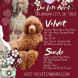 Pink Collar Girl - Brown female Poodle puppy in Oklahoma City, Oklahoma from Velvet Standards