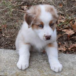 Rudy - Red merle male Australian Shepherd puppy in Falcon, Missouri from www.maubachranch.com