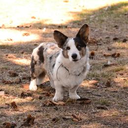 Lassiter - Blue merle and white male Cardigan Welsh Corgi puppy in Luttrell, Tennessee from Corgi Gardens