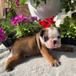 Slim - Fawn and white male Bulldog puppy in Cardington, Ohio from A & J Miniature Dachshunds & Bulldogs