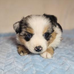 Blueberry - Blue merle male Miniature Australian Shepherd puppy in Owensboro, Kentucky from JnT's Bluegrass Mini Aussies