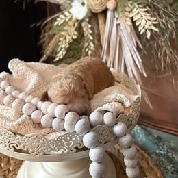 Cockapoo and Goldendoodle Puppies from Cackalacky Companions