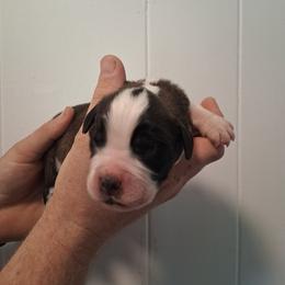 Charlie Brown - Brown and white male Saint Bernard puppy in Kinsman, Ohio from Coleman Saint Bernards of Ohio