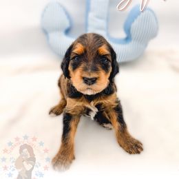 Star - Phantom female Goldendoodle puppy in California City, California from Summer Sun Doodles