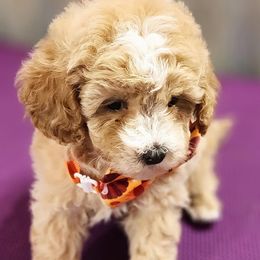Boy 3 - Apricot Poodle puppy in Augusta, Georgia from Royalti Pups