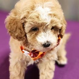 Boy 3 - Apricot Poodle puppy in Augusta, Georgia from Royalti Pups