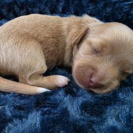 Cream girl - Cream female Dachshund puppy in West Plains, Missouri from Spring Creek Dachshunds
