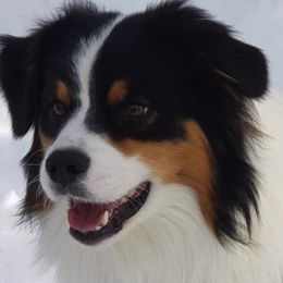 Odie - Australian Shepherd