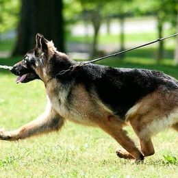 German Shepherds from Tacora Shepherds