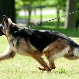 German Shepherds from Tacora Shepherds