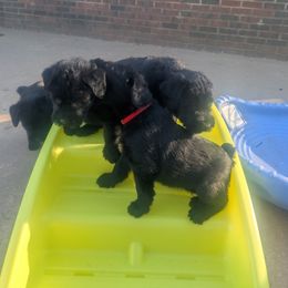 Giant Schnauzer Puppies from Riesenschnauzers von Reh Bach