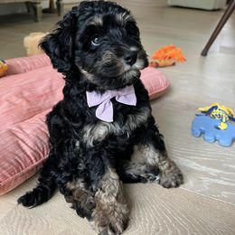 Australian Labradoodle Puppies from Australian Heritage Labradoodles