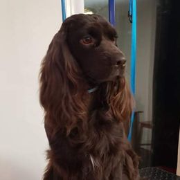Zoe - Companion Cross