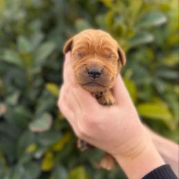 Green - Dark golden male Golden Retriever puppy in Utah from Deseret Peak Goldens