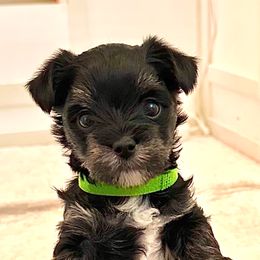 Yorkshire Terrier Puppies from Glass Hill Yorkies