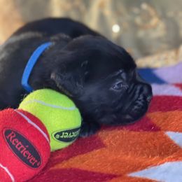 Boy 3 - Black Cane Corso puppy in Weimar, Texas from Cane Corso Authority
