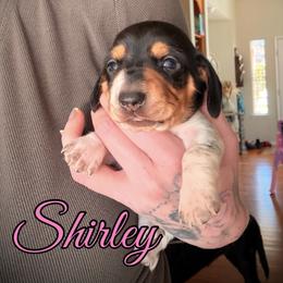 Girl 2 - Piebald female Dachshund puppy in Paso Robles, California from Drift & Dash Dachshunds