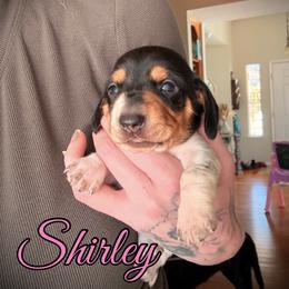 Girl 2 - Piebald female Dachshund puppy in Paso Robles, California from Drift & Dash Dachshunds
