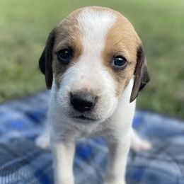 Boy 3 - American Foxhound puppy in Waxhaw, North Carolina from Setting Sun Kennel