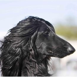 Afghan Hounds from Charlotte Bender's Afghan Hounds