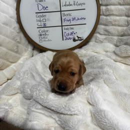 Doe - hot pink collar - Yellow female Labrador Retriever puppy in Troy, South Carolina from Wicked Flyer Retrievers