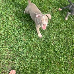 American Bully Puppies from King Bane's Bullies