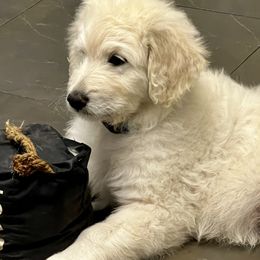 Goldendoodle Puppies from Bianca Bleu Goldendoodles