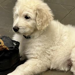 Goldendoodle Puppies from Bianca Bleu Goldendoodles