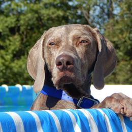 Atlas - Weimaraner