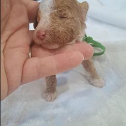 Girl3 - Brown and white female Bernedoodle puppy in Lafayette, Alabama from Williams Lake Doodles
