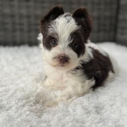 Oreo - Chocolate, tan and white male Yorkshire Terrier puppy in Hardin, Texas from Katrinas puppies