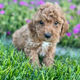 Independence (Indy) - Red  female Poodle puppy in Herriman, Utah from Shaggy Mountain Pups LLC